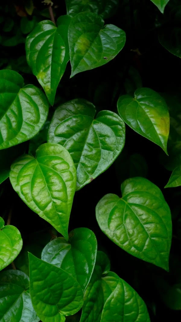 BETEL LEAVES BENEFITS IN Kannada  BETEL LEAVES USES  HEALTH BENEFITS OF BETEL LEAVES  BETEL LEAVES BENEFITS