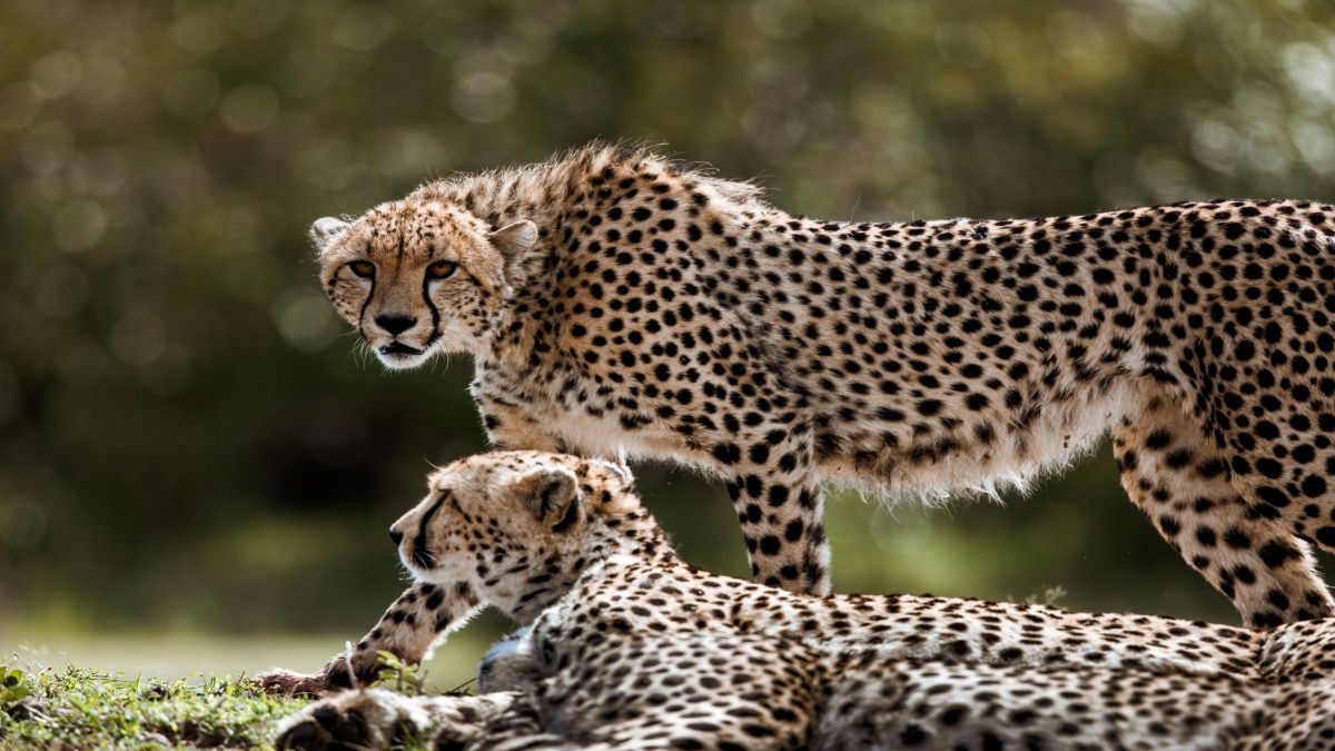 CHEETAH WILL RELEASED IN FOREST