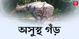 Treatment to critically injured rhinos in Manas