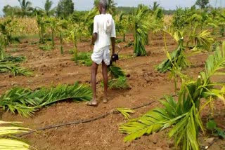 ARECA NUT TREES DESTROYED