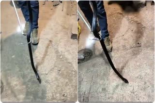 COBRA SNAKE ENTERED SHOP