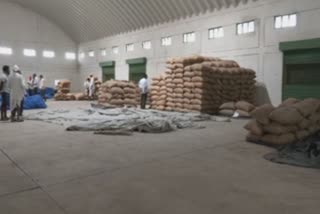 Sowing grain worth crores of rupees kept in the warehouse went missing