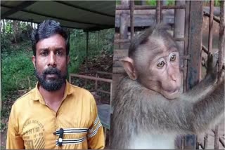 കുരങ്ങന് ഷോക്കേറ്റു  MALAYALAM LATEST NEWS  MONKEY RESCUED IN KOLLAM  ഷോക്കേറ്റ കുരങ്ങനെ രക്ഷപ്പെടുത്തി