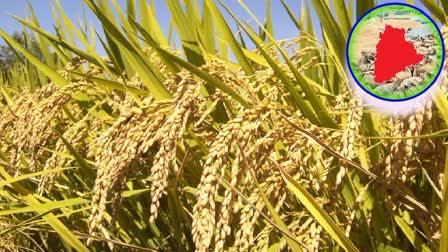 Telangana Top Place in Rice crops Yield