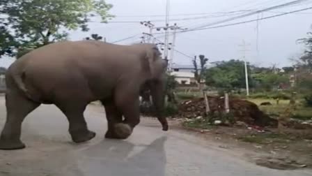 Elephant Attack in Rishikesh