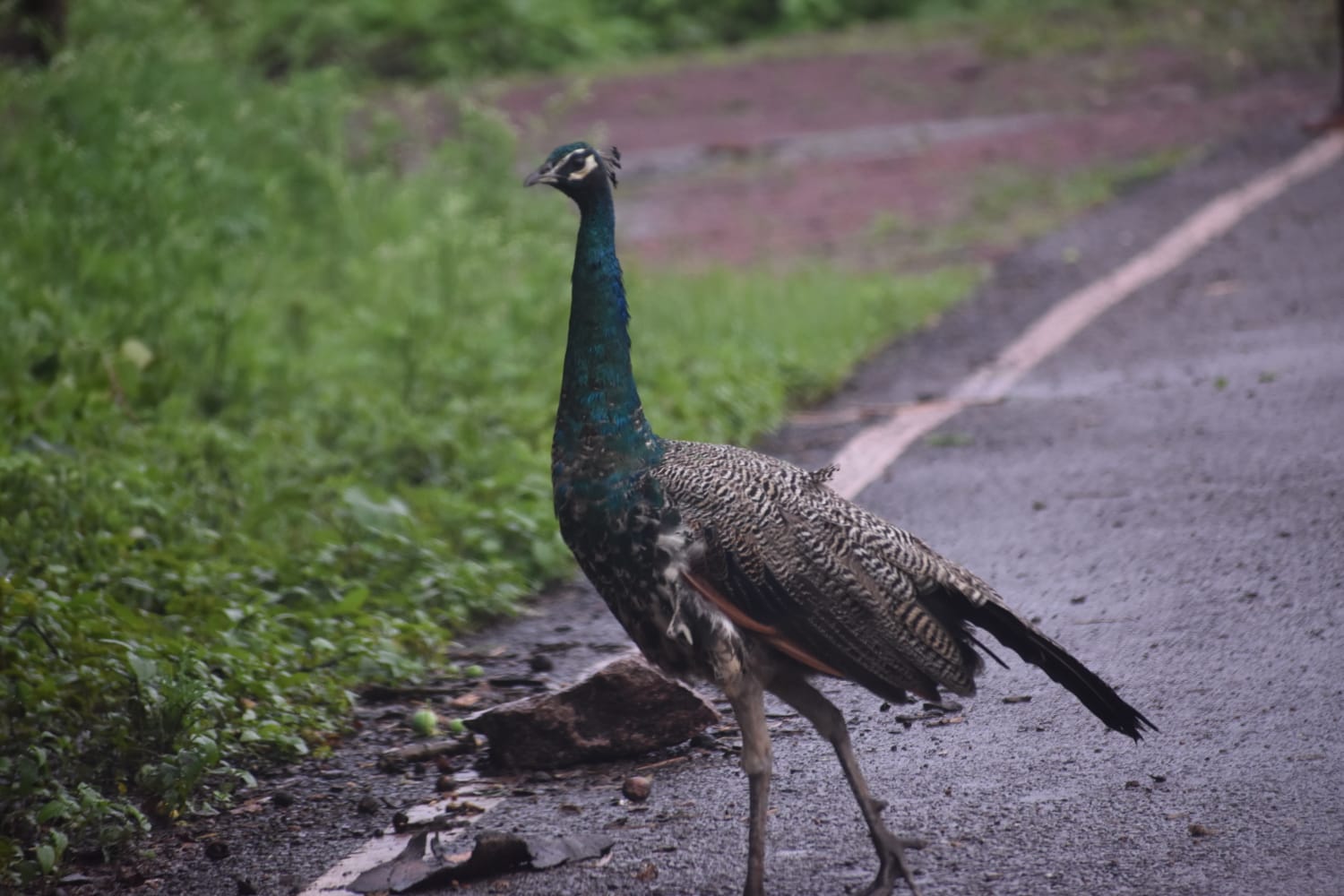 National bird is missing from forests of Kawardh