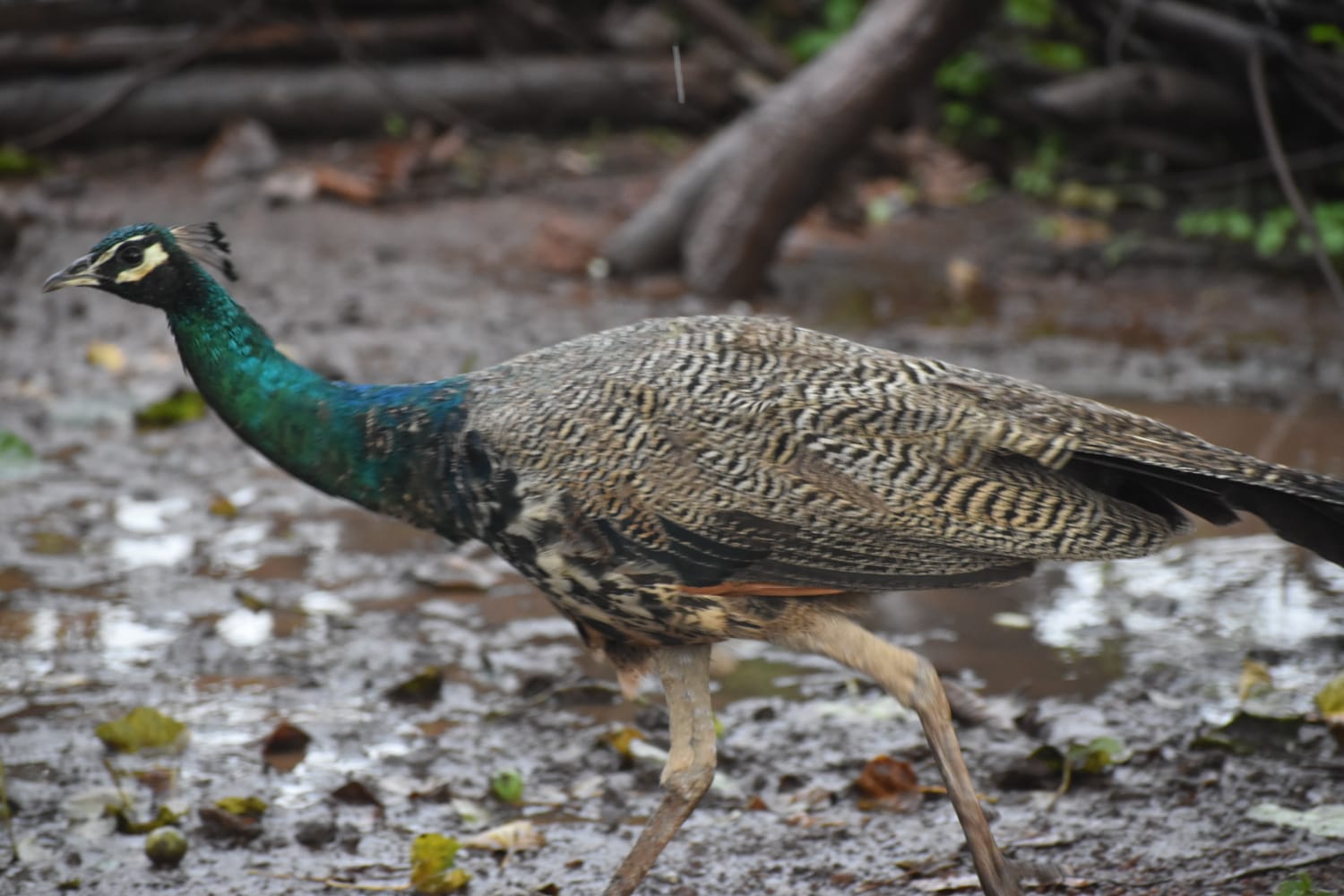 National bird is missing from forests of Kawardh