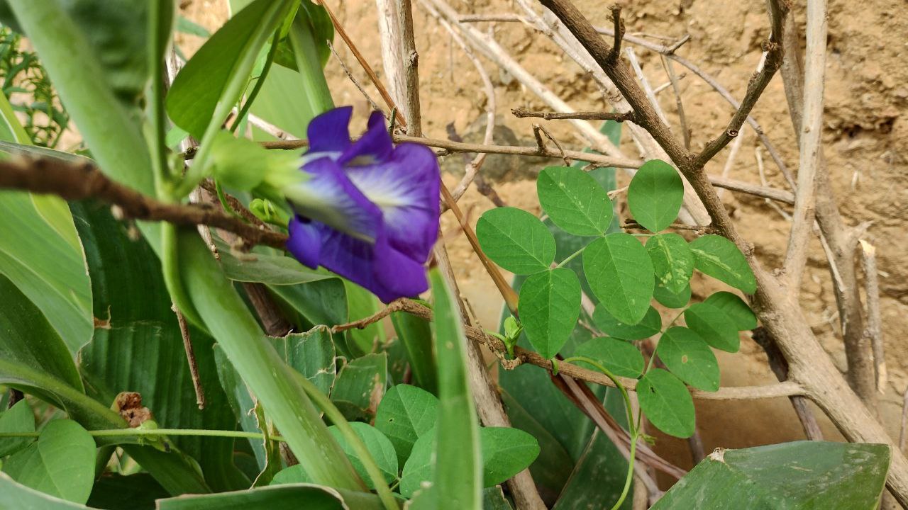 Aparajita Plant Benefits