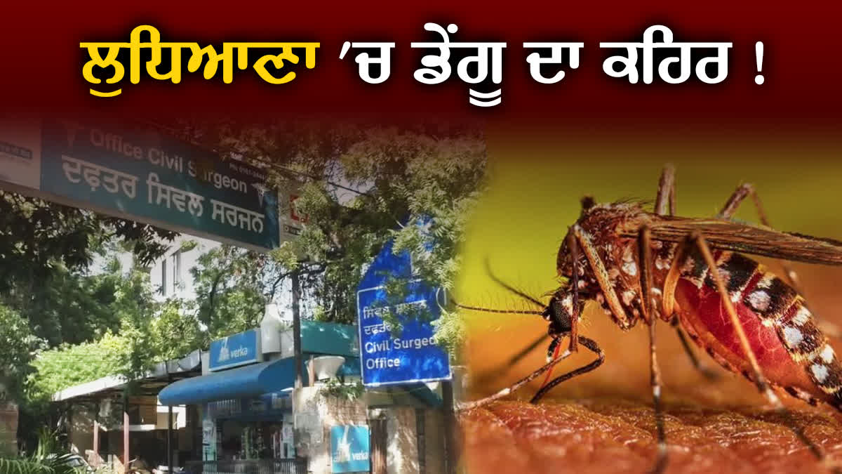 Dengue Cases Increase In Ludhiana