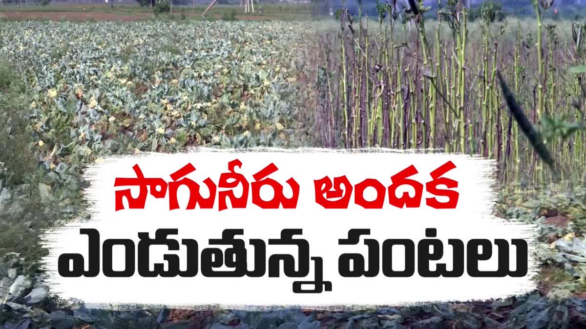 vegetable_crops_drying