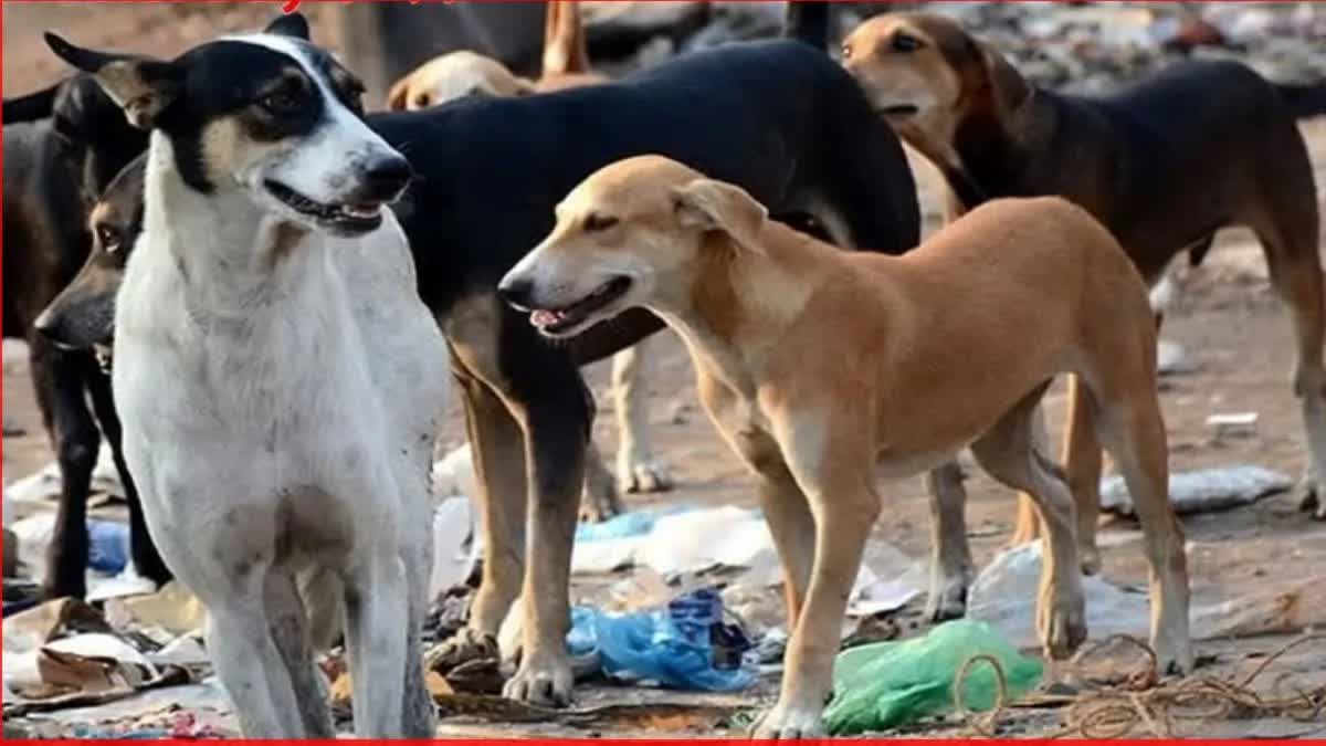 stray dogs in shirdi