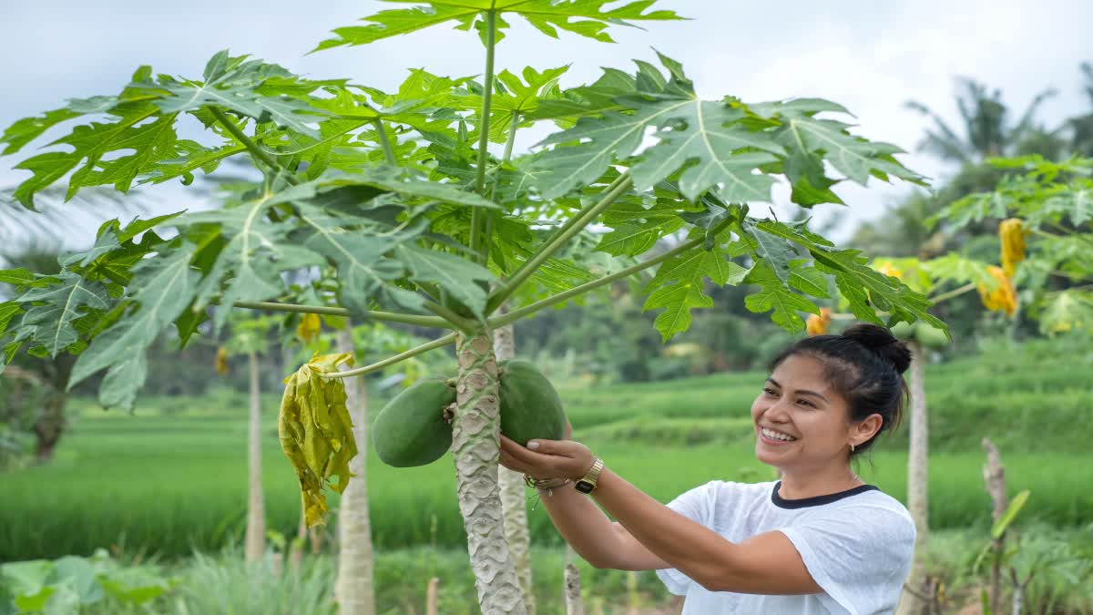 Papaya Leaves for Health News