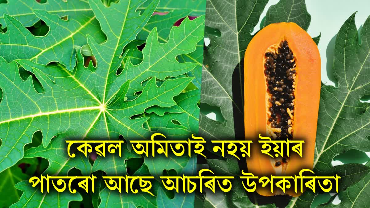 Drink papaya leaves juice daily, sugar will remain under control and you will also get relief from constipation