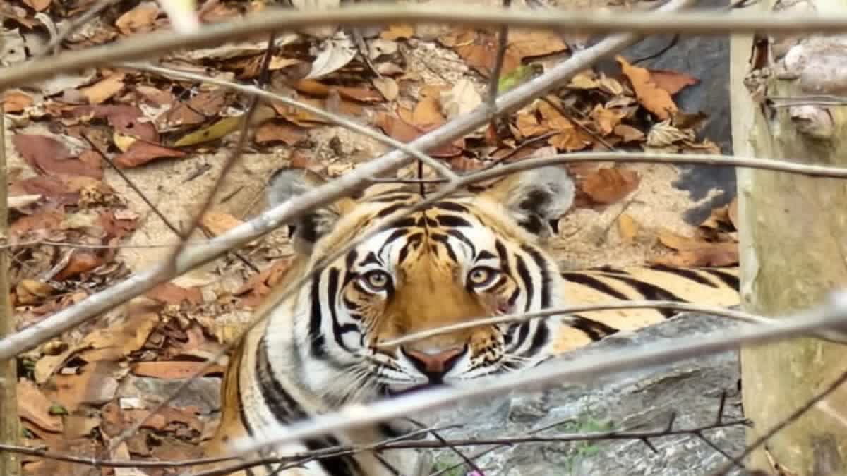 Tiger seen in Palamu Tiger Reserve