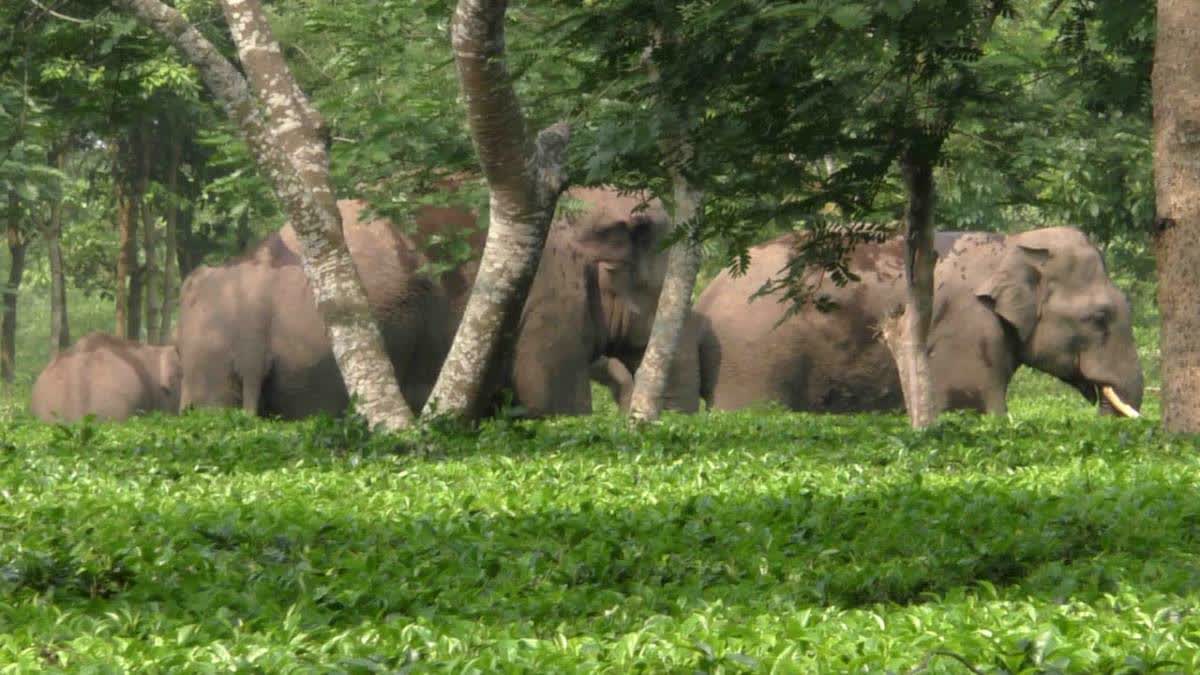 Elephant Carcass Recovered