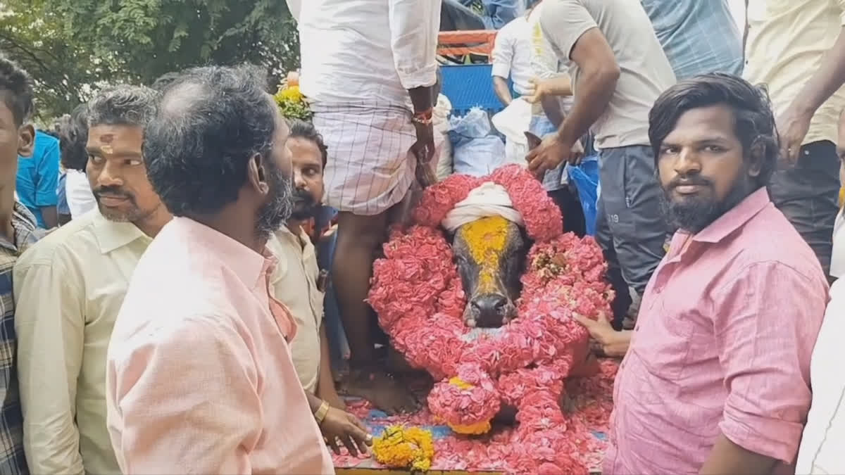 வயது மூப்பின் காரணமாக இறந்த ஜல்லிக்கட்டு காளைக்கு ஊர் மக்கள் கண்ணீர் மல்க அஞ்சலி செலுத்திய நெகிழ்ச்சி சம்பவம்