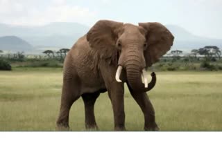 Elephant Terror In Kesinga