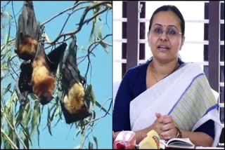 Nipah virus in bats in Wayanad district: Health minister alerts to be cautious