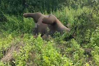 another elephant died in Athagarh forest division
