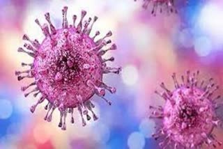 Chinese scientists find 8 new viruses from rodents  Chinese scientists find 8 new viruses  Chinese scientists find new viruses  എലികളിൽ 8 പുതിയ വൈറസുകൾ കണ്ടെത്തി  എലികളിൽ 8 പുതിയ വൈറസുകൾ  ചൈനീസ് ശാസ്ത്രജ്ഞർ  Never before seen Viruses from Rodents  കൊവിഡ് 19  covid 19  പകർച്ചവ്യാധി ഭീഷണി  പകർച്ചവ്യാധി  sparking pandemic risk