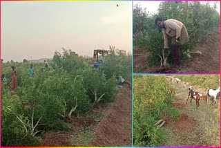 Pomegranate_Farmer_Lost_Due_to_Lack_of_Rain