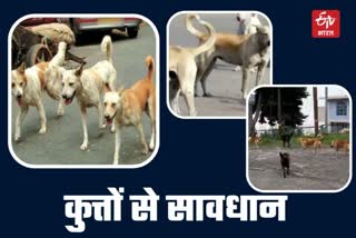 Beware of dogs in Haridwar