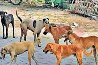 ಜನರಿಗೆ ನಾಯಿ ಕಡಿತ