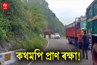 Video Captures Wild Elephant Damaging Tourist Car on Kothagiri-Mettupalayam Highway