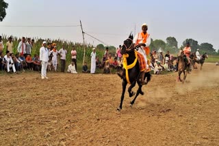 बक्सर में घुड़दौड़ प्रतियोगिता