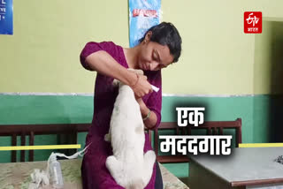 Khushi Nautiyal Help Sick Stray Animals in Uttarkashi