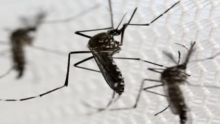 IIT Mandi Research on Dengue Prevention