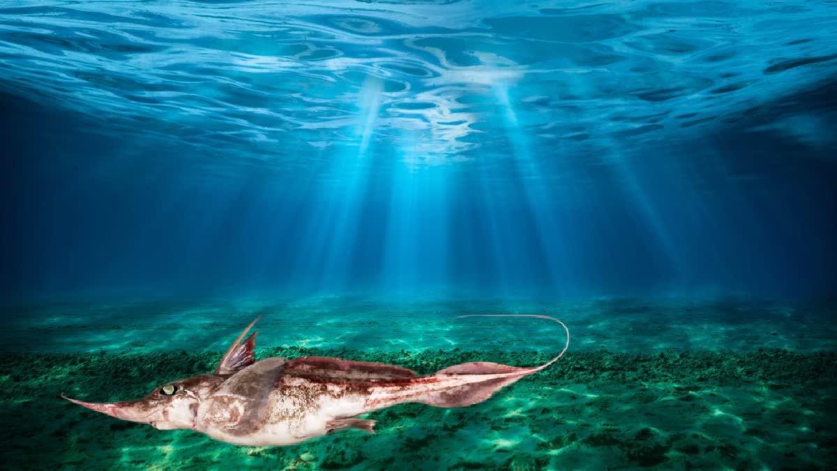 Ghost Shark in Pacific Ocean