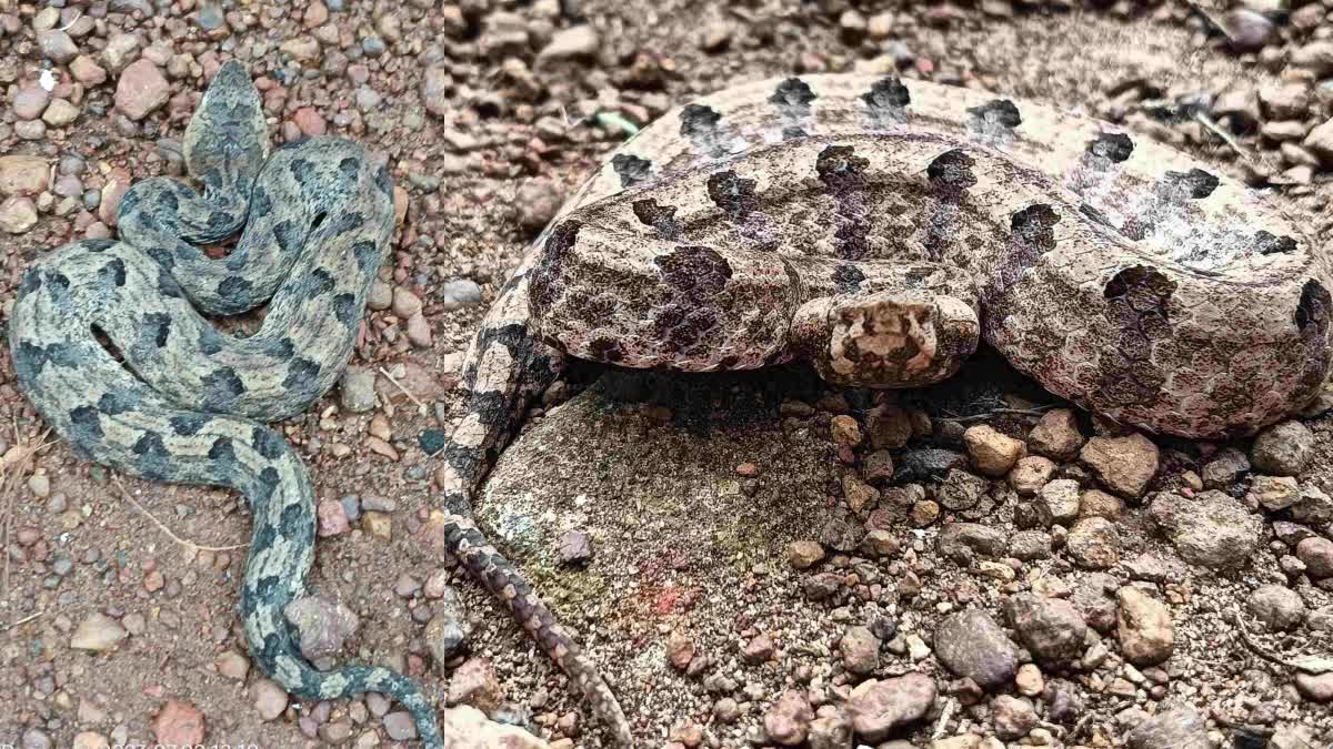 MUZHAMOOKAN KUZHIMANDALI SNAKE  മുഴമൂക്കൻ കുഴിമണ്ഡലി പാമ്പ്  DOS AND DONTS AFTER SNAKE BITE  HUMP NOSED VIPER ANTI VENOM