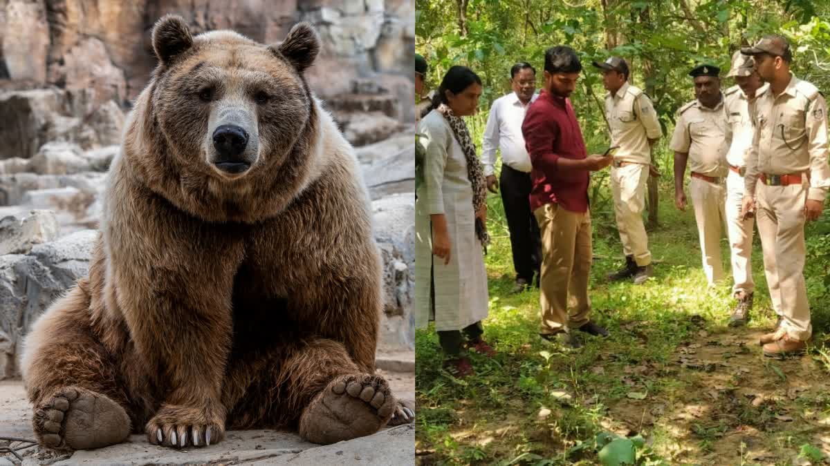 BALAGHAT FOREST BEAR DIES