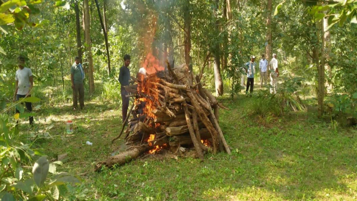 Locals perform the last rights of the bear