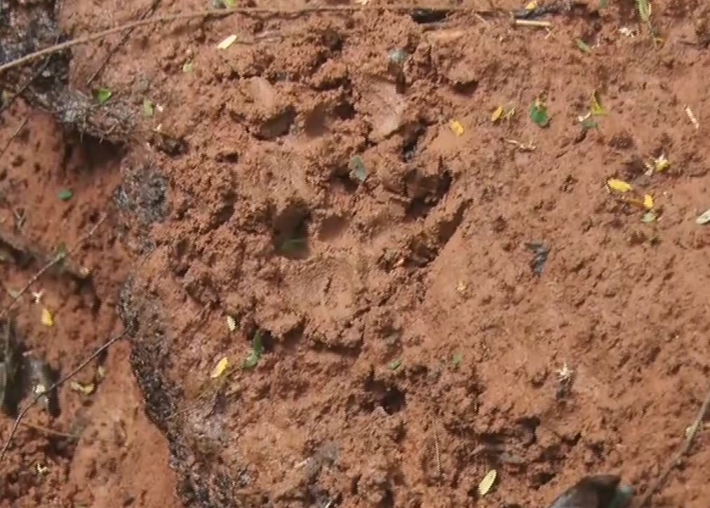 LEOPARD SCARE IN BHUBANESWAR