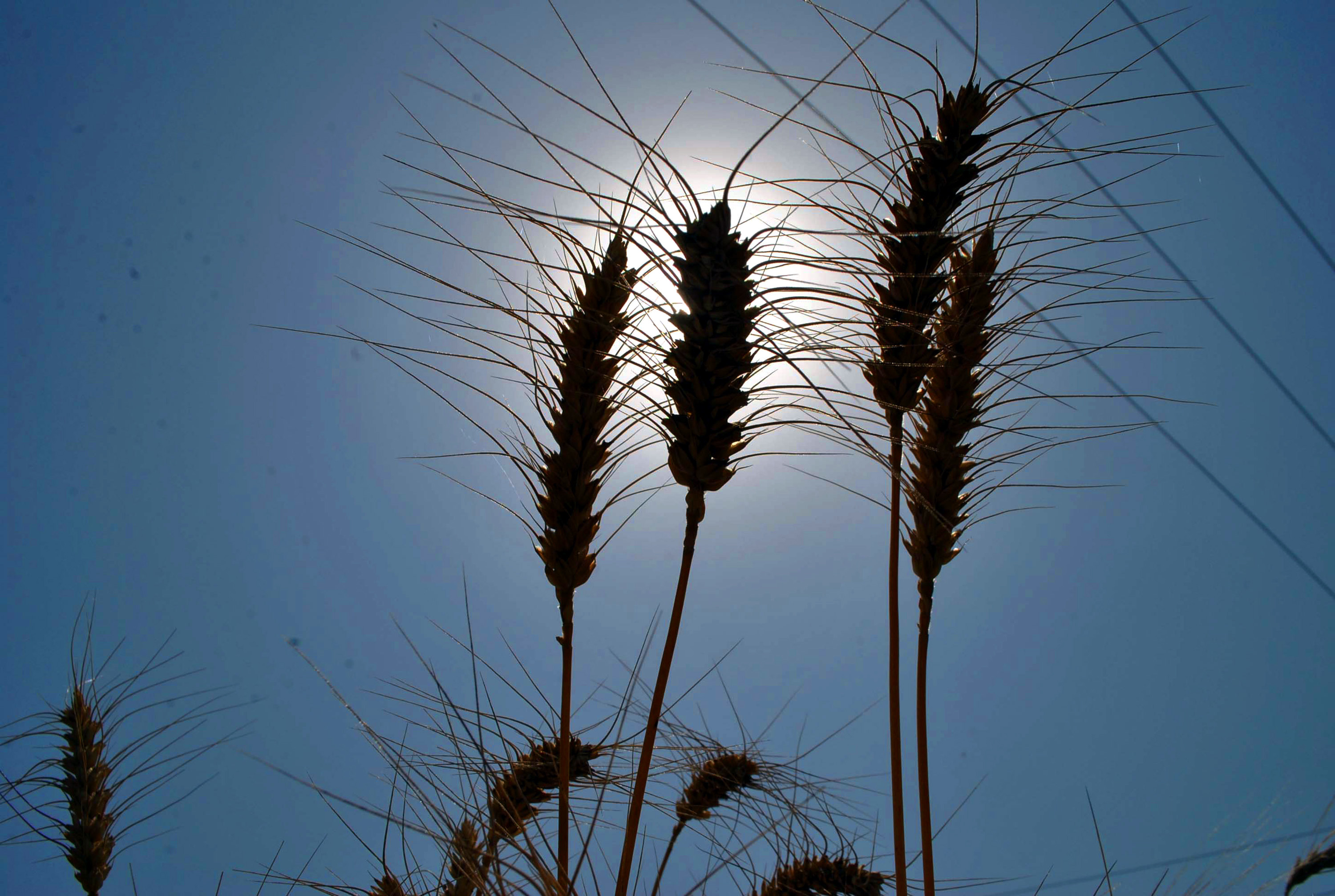 Haryana Government Diwali gift to farmers they will get subsidy of Rupees 1000 on wheat seeds