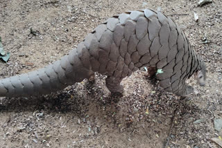 pangolin