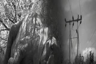 In a tragic incident, three elephants, including a cub, were electrocuted after coming into contact with an 11 kV power transmission line in the Chuhkimar forest of the Gharghoda range.