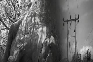 ELEPHANT DIED DUE TO ELECTRIC SHOCK  11 KV POWER LINE  വൈദ്യുതാഘാതമേറ്റ് 3 ആനകൾ ചരിഞ്ഞു  ELEPHANT DEATH IN CHHATTISGARH