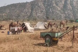 International Pushkar Fair 2024