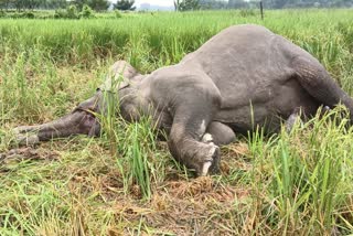 Elephant death in Biswanath