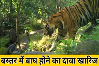 claims of presence of tiger in Bastar