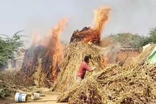 Morena millet crop burnt to ashes