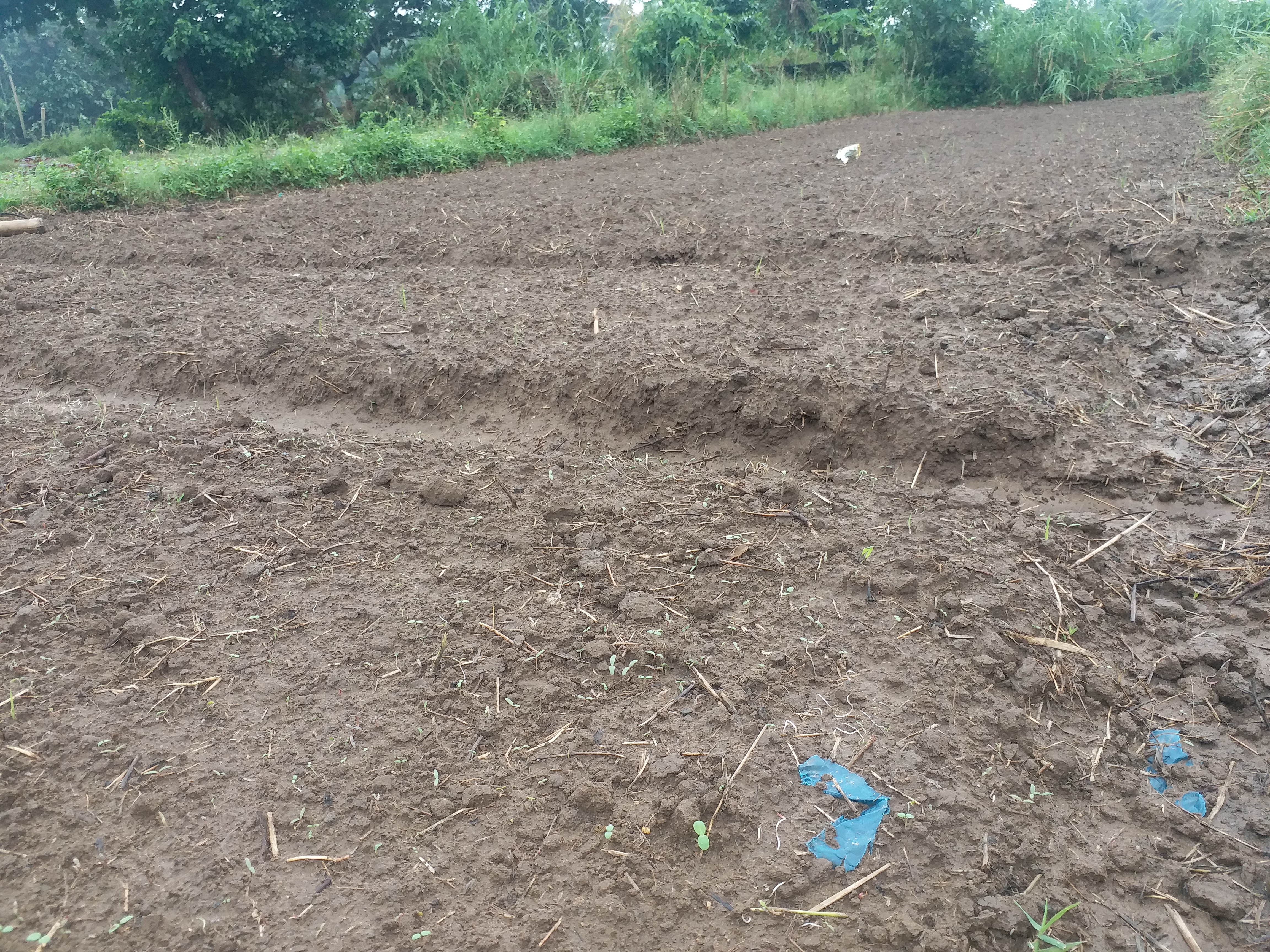 CYCLONE DAMAGED VEGETABLE CROPS