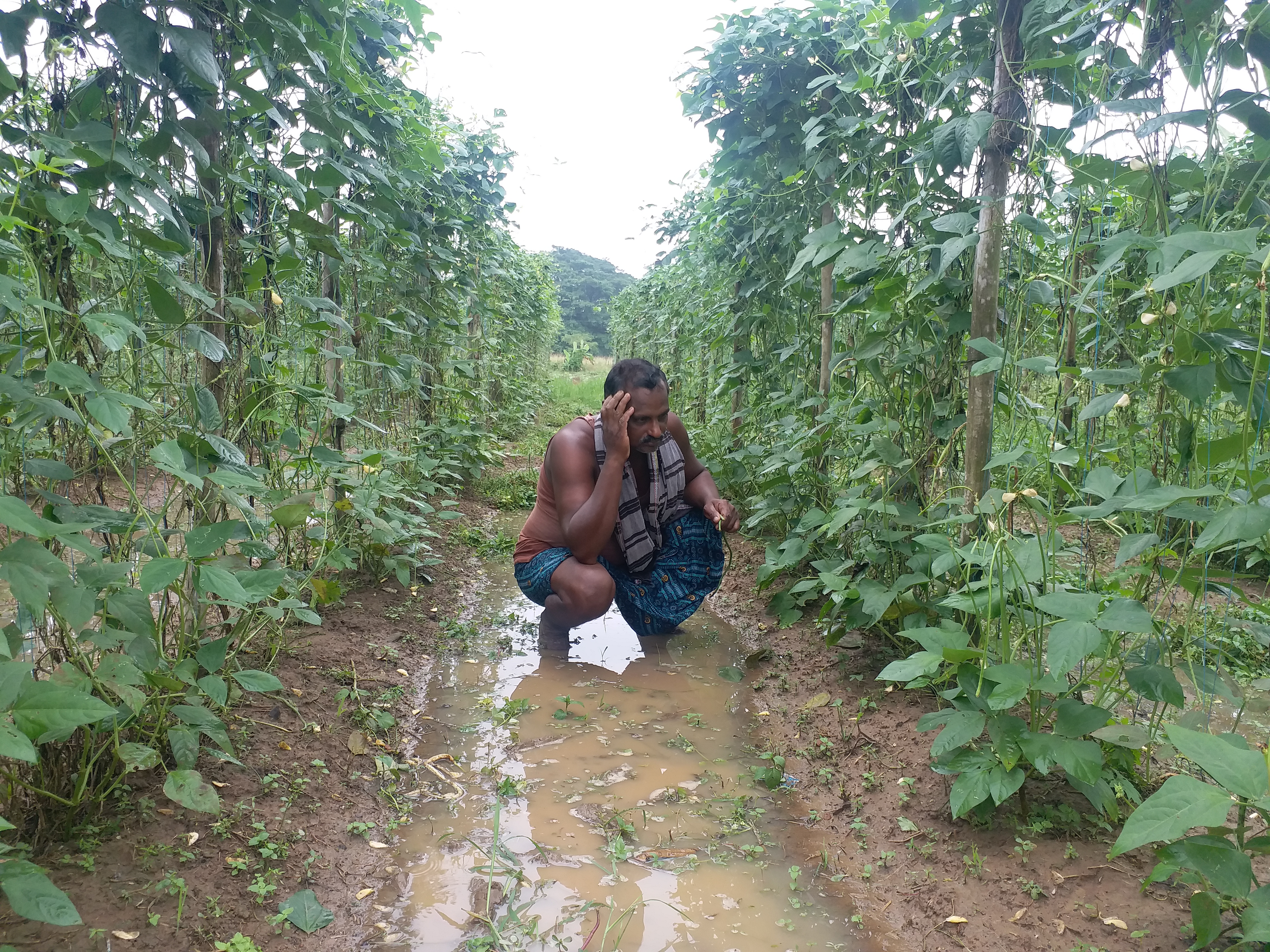 CYCLONE DAMAGED VEGETABLE CROPS