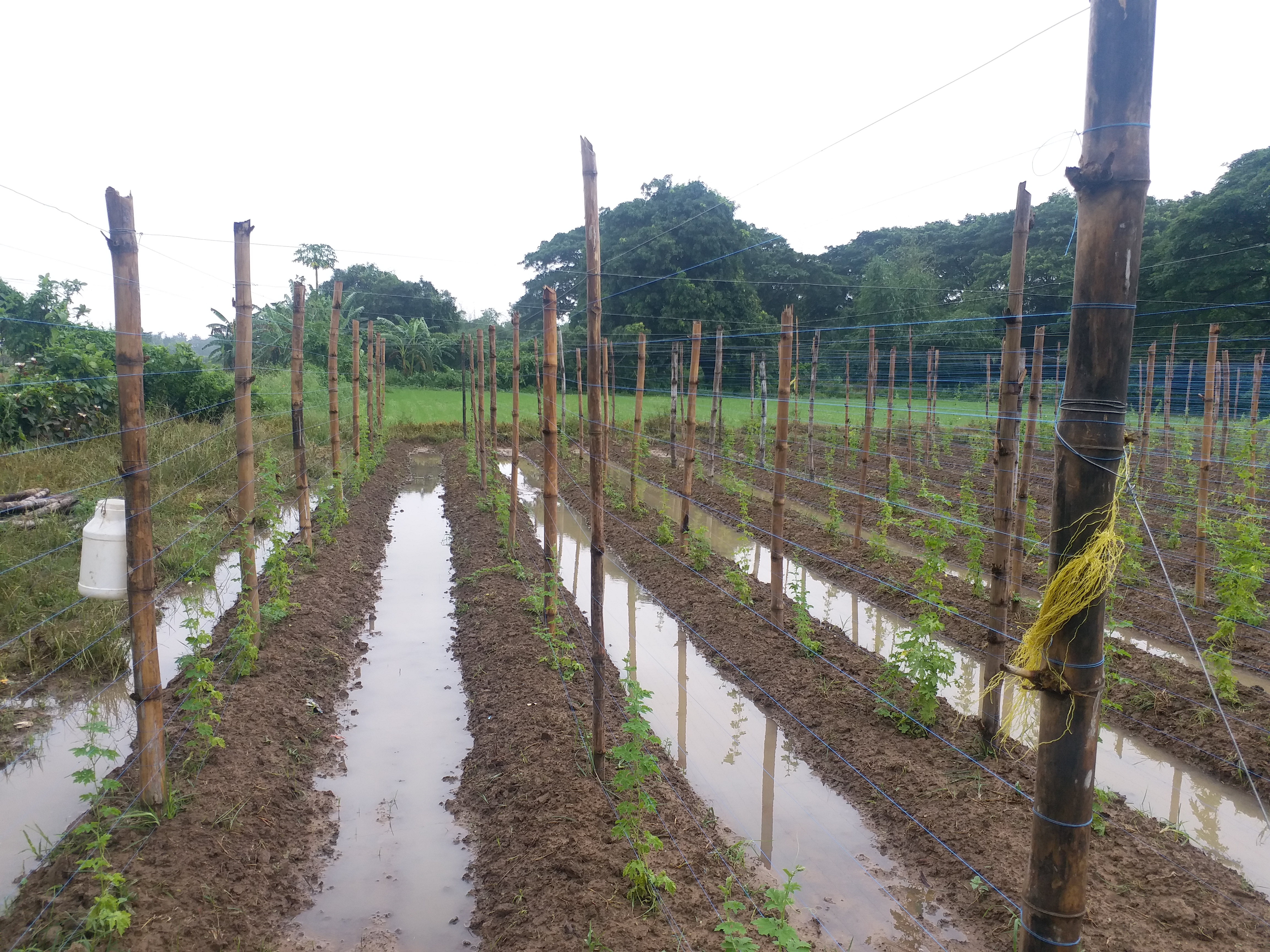 CYCLONE DAMAGED VEGETABLE CROPS