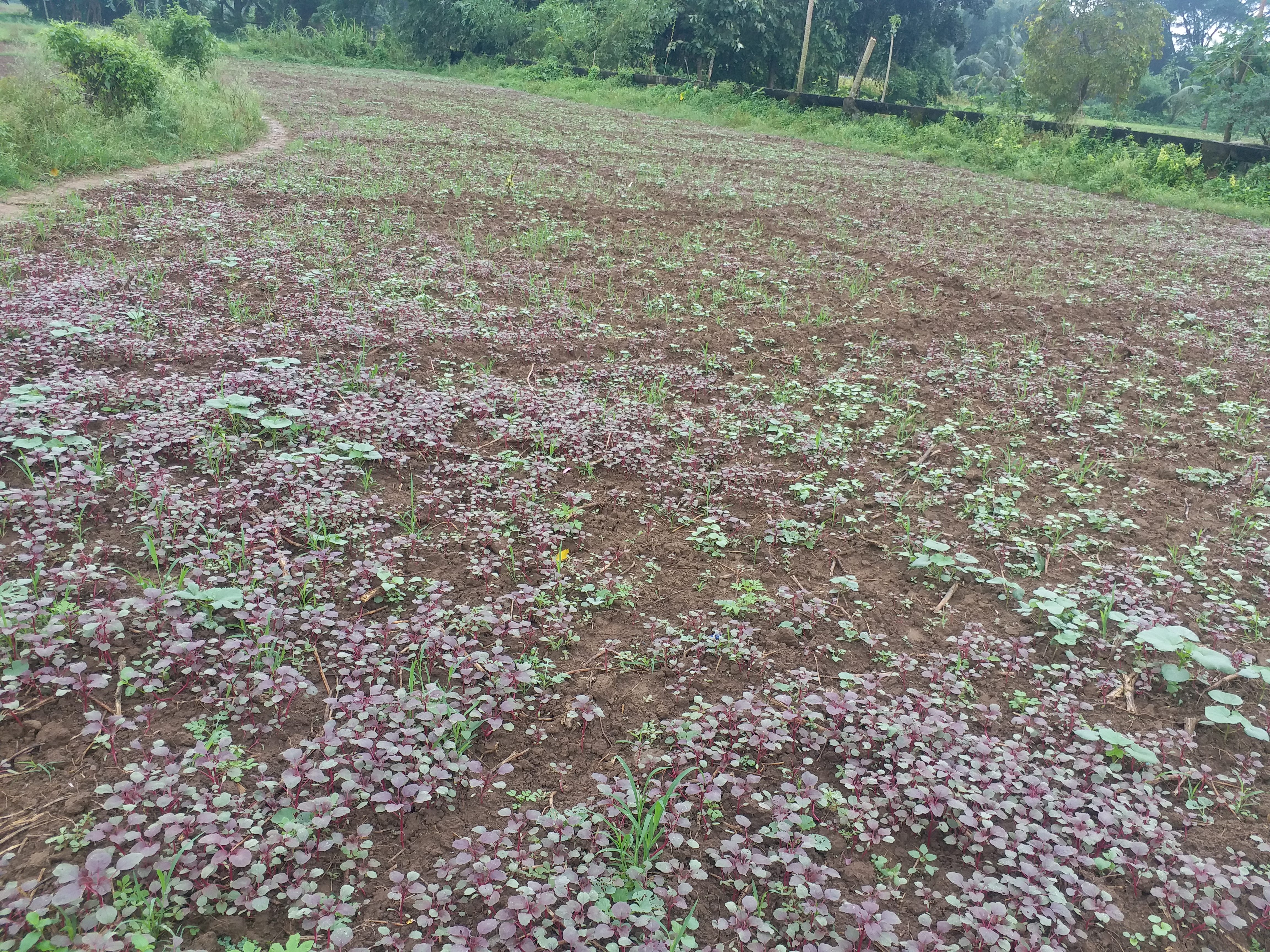 CYCLONE DAMAGED VEGETABLE CROPS