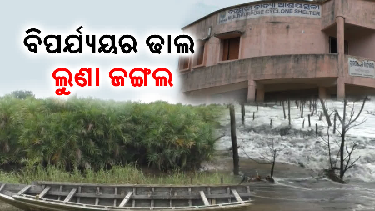 mangrove forest in Kendrapara