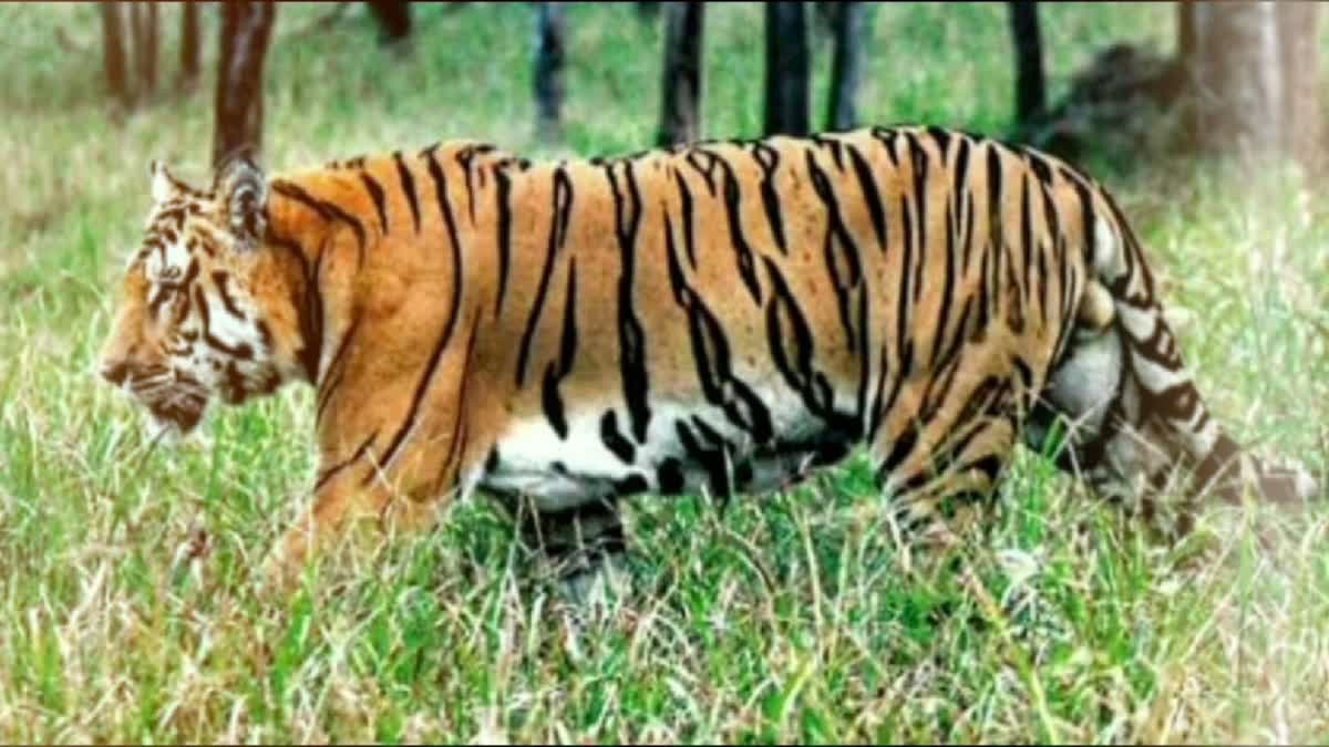Chandrapur Tiger News